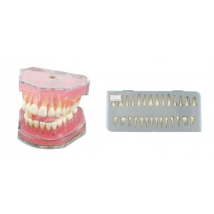 PACHET :Model practica cu dinti inlocuibili si gingie moale + Garnitura de dinti suplimentara